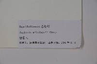 接骨木，木蒴藋藏品圖，第2張