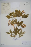 接骨木，木蒴藋藏品圖，第1張