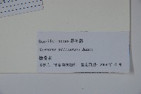 接骨木，木蒴藋藏品圖，第2張