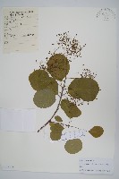 毛黃槴藏品圖，第1張