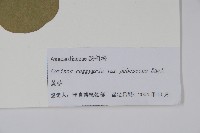 毛黃槴藏品圖，第2張