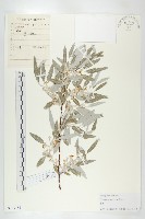 銀柳藏品圖，第1張