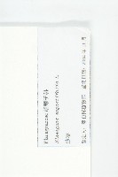 銀柳藏品圖，第3張