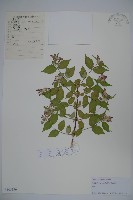 蝟實藏品圖，第1張