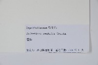 蝟實藏品圖，第2張