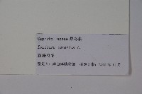 美果忍冬，新疆忍冬藏品圖，第2張