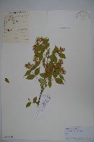 蝟實藏品圖，第1張