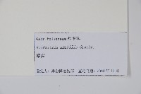 蝟實藏品圖，第2張