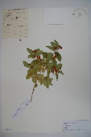 登錄號:S105143藏品圖，第1張