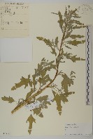 藜、灰藜藏品圖，第1張