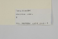 藜、灰藜藏品圖，第3張