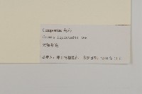 大波斯菊藏品圖，第3張