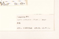 兔仔菜藏品圖，第3張