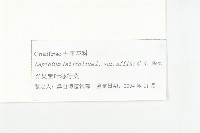 光果寬葉獨行菜藏品圖，第3張