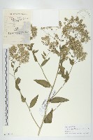 光果寬葉獨行菜藏品圖，第1張