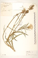 芼管草藏品圖，第1張