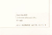 芼管草藏品圖，第3張