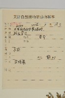 灰綠藜藏品圖，第2張