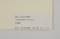 灰綠藜藏品圖，第3張