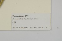 小藜藏品圖，第3張