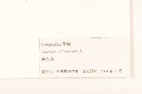 苦滇菜、苦菜藏品圖，第3張