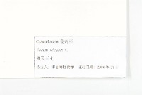 費菜藏品圖，第3張
