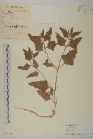 西伯利亞濱藜藏品圖，第1張