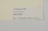 西伯利亞濱藜藏品圖，第3張