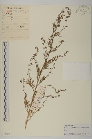 青蒿藏品圖，第1張