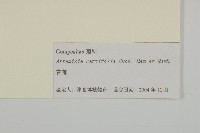 青蒿藏品圖，第3張