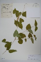 鵝絨藤藏品圖，第1張