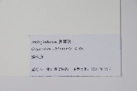 鵝絨藤藏品圖，第2張