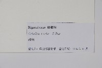 梓樹藏品圖，第2張