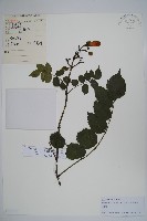 紫葳, 凌霄花藏品圖，第1張