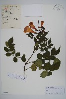 紫葳, 凌霄花藏品圖，第1張