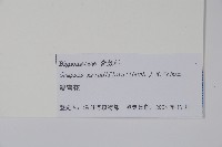 紫葳, 凌霄花藏品圖，第2張