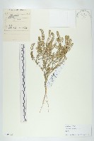 紫葳, 凌霄花藏品圖，第3張