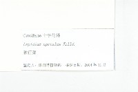 紫葳, 凌霄花藏品圖，第5張