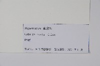 梓樹藏品圖，第2張