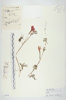 槭葉蔦蘿藏品圖，第1張