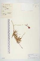 槭葉蔦蘿藏品圖，第1張