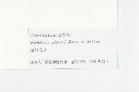 槭葉蔦蘿藏品圖，第3張