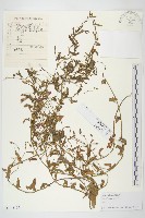 田旋花藏品圖，第1張