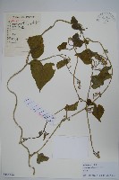 鵝絨藤藏品圖，第1張