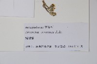 鵝絨藤藏品圖，第2張