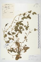 打碗花藏品圖，第1張