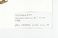 打碗花藏品圖，第3張