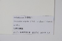 軟棗獼猴桃藏品圖，第2張