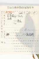 柿、柿仔、紅柿藏品圖，第2張