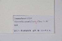 桔梗藏品圖，第2張